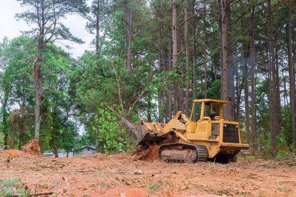 Trees Clearing in Orange