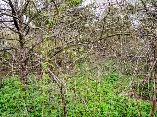 Underbrush Clearing in Orange