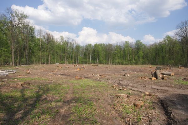 Pasture Clearing in Orange