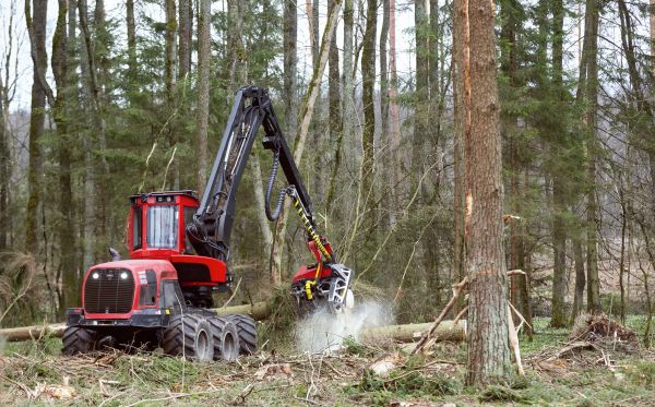 Forest Clearance Service in Orange
