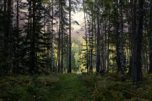 Pine Tree Clearing in Orange