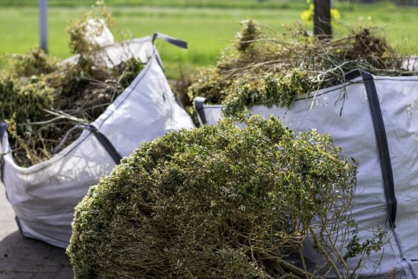 Bushes Clearing in Orange