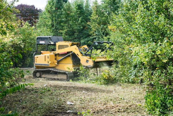 Pathway Clearing in Orange